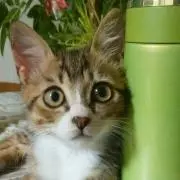 ひよこん♡の画像