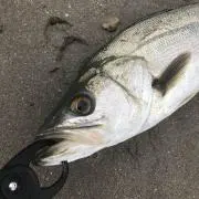 YMZの画像