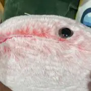 やまねの画像