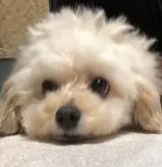 ゆめ