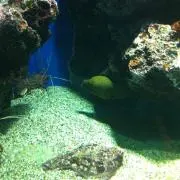 たか