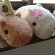 Image of 【8/2まで値下げ中】ゆたか