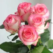 メル