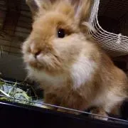 トッキーの画像