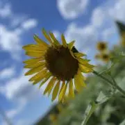 しん