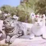 ハナサカニャンコの画像