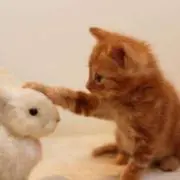 さくらの画像