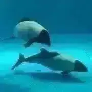 imoの画像
