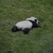 ふーにゃんの画像