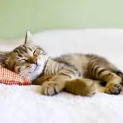 AM※次の発送予定は月曜日です。の画像