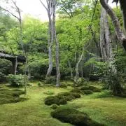 きのこの画像
