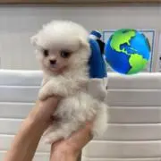 ぷりんの画像