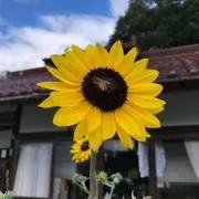 niinの画像