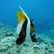 のりっぺ