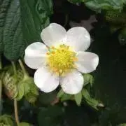 ゆずまま