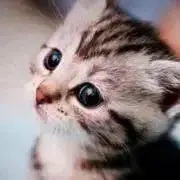 ニコ    プロフィール一読下さいませ！