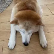 はなの画像