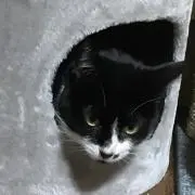 kazu