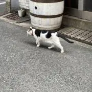 ねこの画像