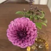Soraの画像