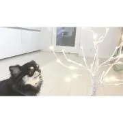 ささ