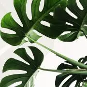 ヒカルの画像