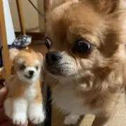 さおりんの画像
