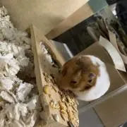アルト