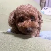 のんちゃんの画像