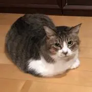 お龍の画像