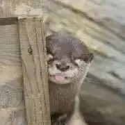あこりっとの画像