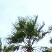myoの画像
