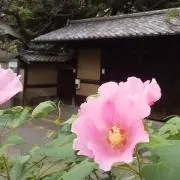 seiの画像