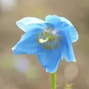 あおあおの画像