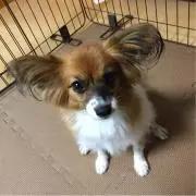 メリーの画像