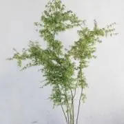 れもんの画像