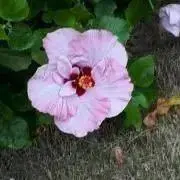 ジュリエッタKの画像