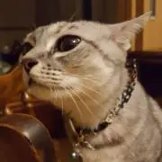 ミル