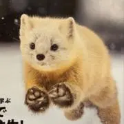 織部の画像