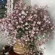 くるみの画像