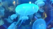 珠輝  ❰プロフ必読❱の画像