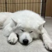 愛佳の画像