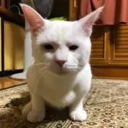 しろたまの画像
