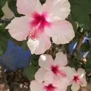 フルグラの画像