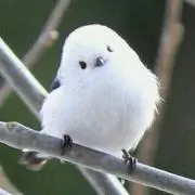 かっちゃんの画像