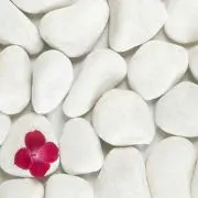 納豆ゴリラ