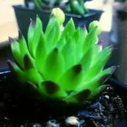みーこの画像