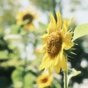 Maoの画像