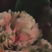 モフの画像