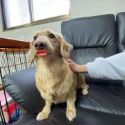 あやのん